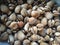 Raw sea cockles clams