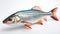 Raw seabass.One fresh sea bass. generative ai fish isolated on white background with clipping path