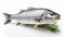 Raw seabass.One fresh sea bass. generative ai fish isolated on white background with clipping path