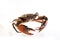 Raw serrated mud crab
