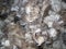 Raw Sheared Sheep Wool