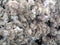 Raw Sheared Sheep Wool