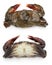 Raw soft shell crab