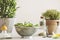 Raw spinach leaves in sieve with ingredients: potted herbs, lemon, olive oil, green pepper and herbal salt in glass jar on kitchen