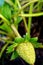 Raw strawberry hanging from strawberry plant