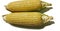 raw sweet corn  Two beautiful and appetizing yellow hatches. Useful, fresh from the garden on a white background.