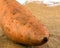 Raw sweet potato on burlap