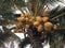 Raw tender coconuts in a bunch on the tree.