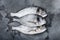 Raw three  sea bream or Gilt head bream dorada fish on grey textured background, top view