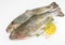 Raw trout on white background