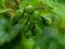 Raw Turkey berries or pea eggplant fruits known as Solanum torvum