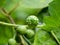 Raw Turkey berries or pea eggplant fruits known as Solanum torvum