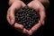 Raw uncooked black beans held cupped in female hands with black background and shallow focus.