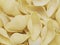 Raw uncooked conchiglie jumbo shell pasta food background