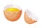 Raw Uncooked Egg with Cracked Brown Shell Vector Illustration