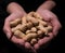 Raw unshelled peanuts close held cupped in female hands with black background