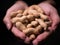 Raw unshelled peanuts close held cupped in female hands shallow focus with black background.