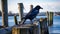 Raw Vulnerability: A Crow On An Old Pier