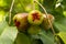 Raw water apples fruits (Syzygium aqueum) on its tree, known as rose apples or watery rose apples