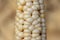 Raw white corn cob or maize close-up