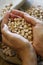 Raw white dried chickpeas in woman\'s hands