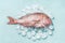 Raw whole fish on light turquoise background with ice cubes, top view. Seafood concept. Pink dorado