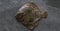 Raw whole flounder fish on dark stone background, top view