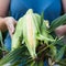 Raw whole maize, colorful delicious diet food