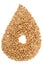 Raw wholegrain wheat in comma shape, isolated