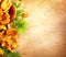 Raw wild chanterelle mushrooms on old rustic table background. Organic fresh chanterelles background