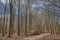 Raw wood or timber pile among bare trees or woods on a trail conveys concern for deforestation. Illustration for logging industry