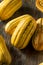 Raw yellow Organic Delicata Squash