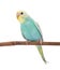 Rawinbow budgerigar on white