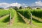 Raws of grape vines at vineyard