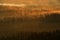 Ray beam of sunset light in wild nature. Spruce trees in the forest during morning sun, Kleiner Winterberg hill viewpoint in