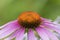 Ray and disk flowers of purple cone flower in Connecticut.