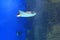 Ray fish underwater