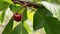 Ray of light falls on a ripe cherry hanging on a tree branch.