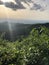 Ray of light hits vibrant greeny plants