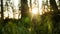 Ray of light wading through the green forest