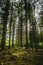 Ray of light  through a wild and green scottish forest