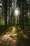 Ray of light  through a wild and green scottish forest