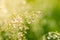 ray of morning sun, spikelets of meadow grasses covered with large drops of dew or rain, which reflect world around them