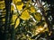 Ray of sunlight streams through the lush foliage of a group of trees