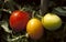 A ray of sunshine falls on three tomatoes on a branch of varying degrees of maturity.