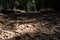 A ray of sunshine hits the many leaves piled in a park driveway.