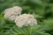 Rayed tansy, Tanacetum macrophyllum, two flowerheads