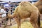 Rayong Thailand February 15 2023 beautiful camel face activity fair at central rayong