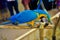 Rayong Thailand February 15 2023 beautiful macaw parrot blue yellow on Timber