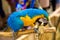 Rayong Thailand February 15 2023 beautiful macaw parrot blue yellow on Timber